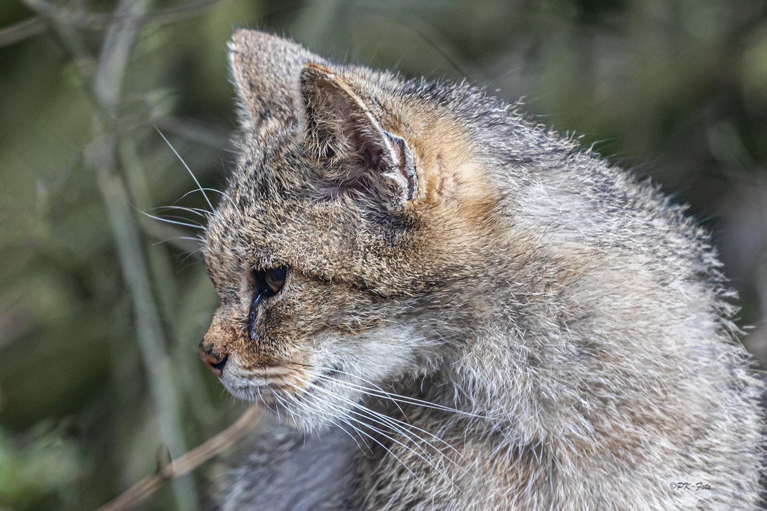 Wildkatze