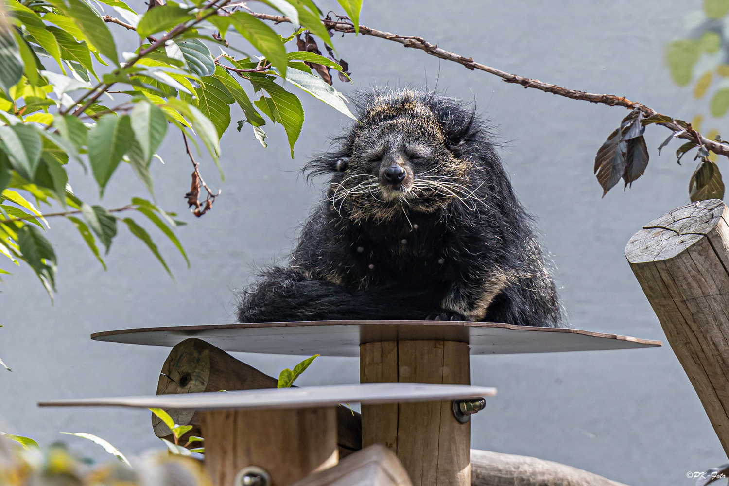 Binturon im Tierpark Bochum