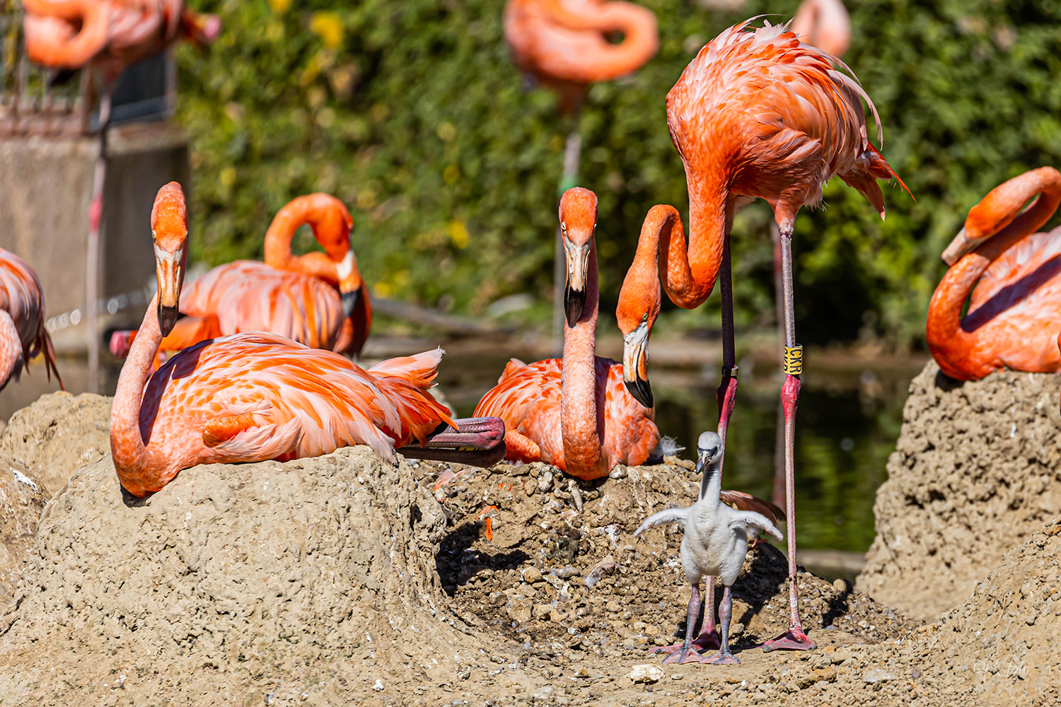 Flamingo-Nachwuchs im Krefelder Zoo