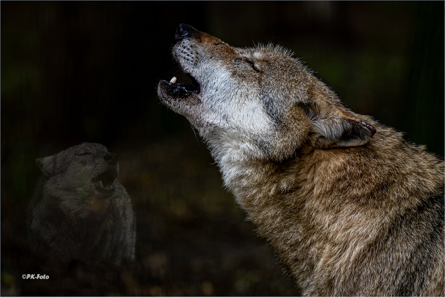 Grauwolf im Wolfcenter Dörverden