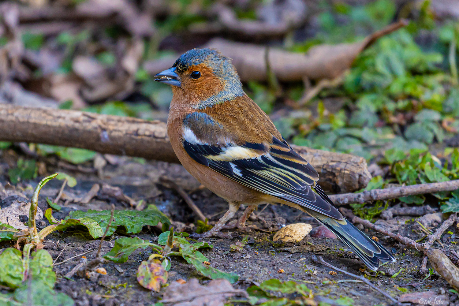 Buchfink im Rombergpark Dortmund