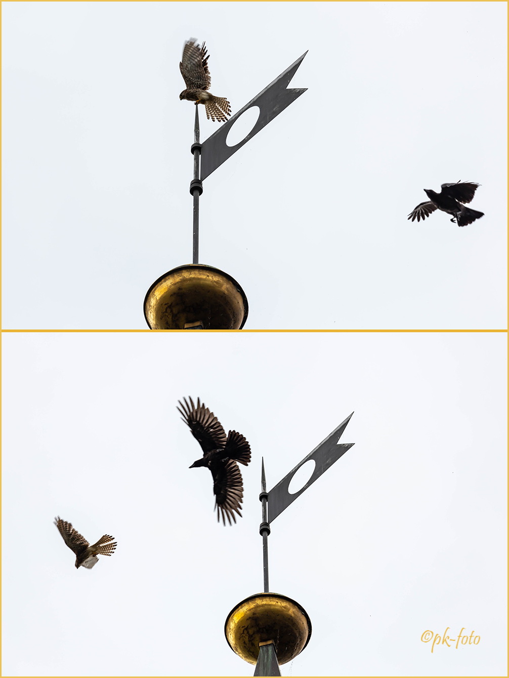 Junger Turmfalke flieht vor einer Krähe