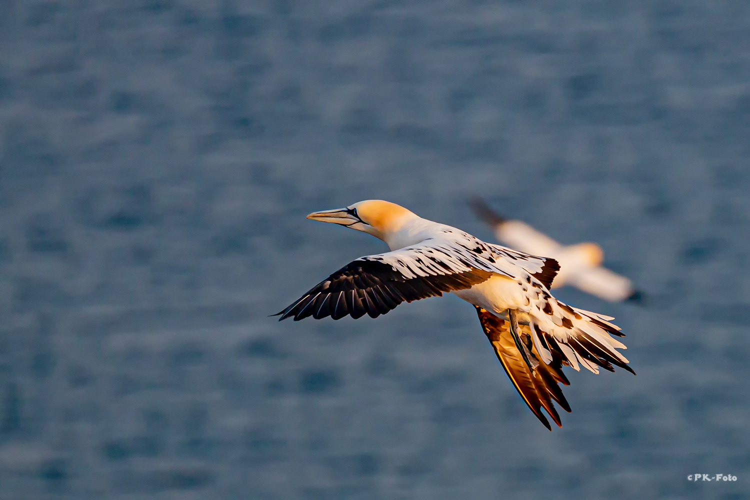 Basstölpel auf Helgoland im Juni 2019