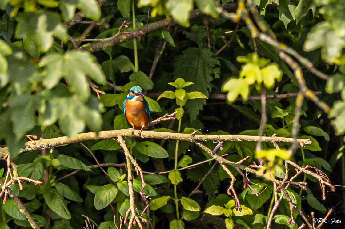 Eisvogel