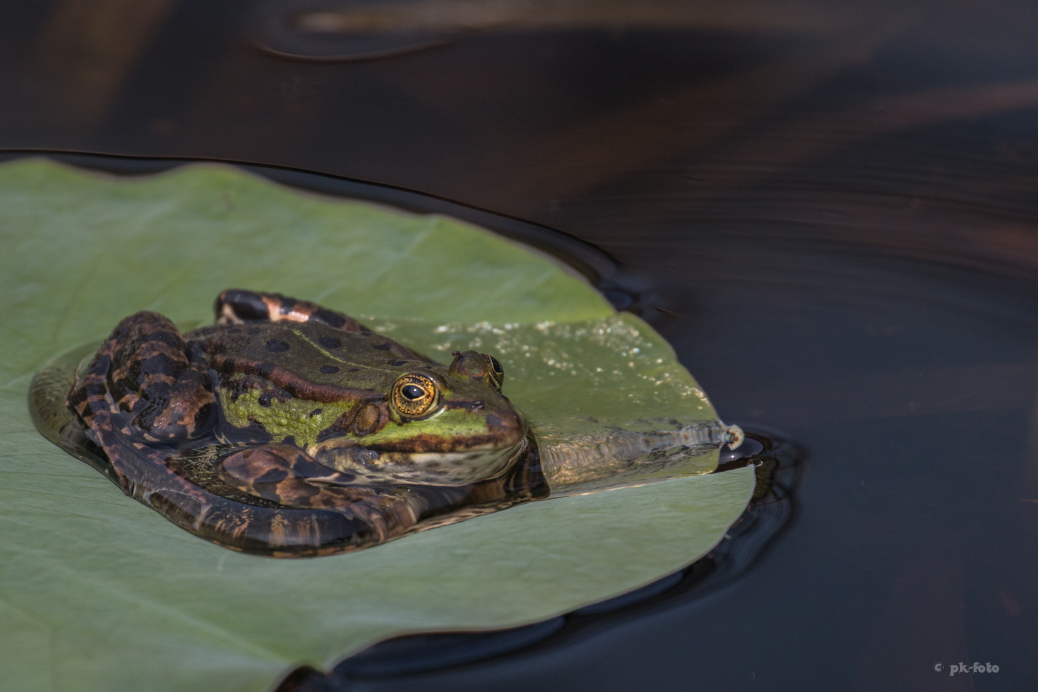 Teichfrosch
