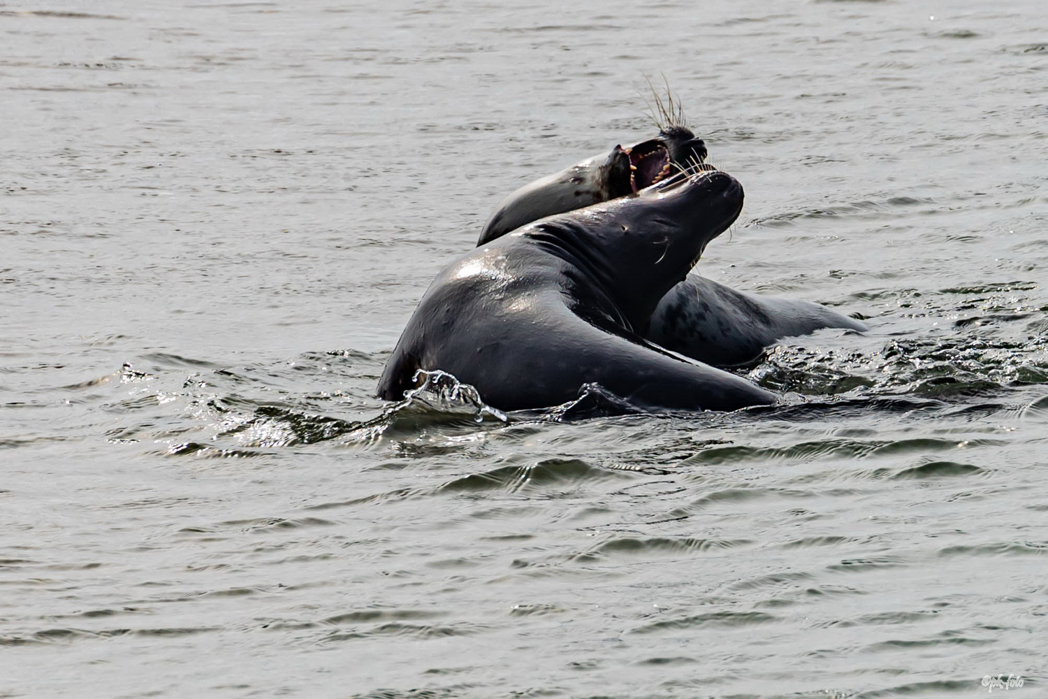 Seehundkampf auf der Düne vor Helgoland im Juni 2019