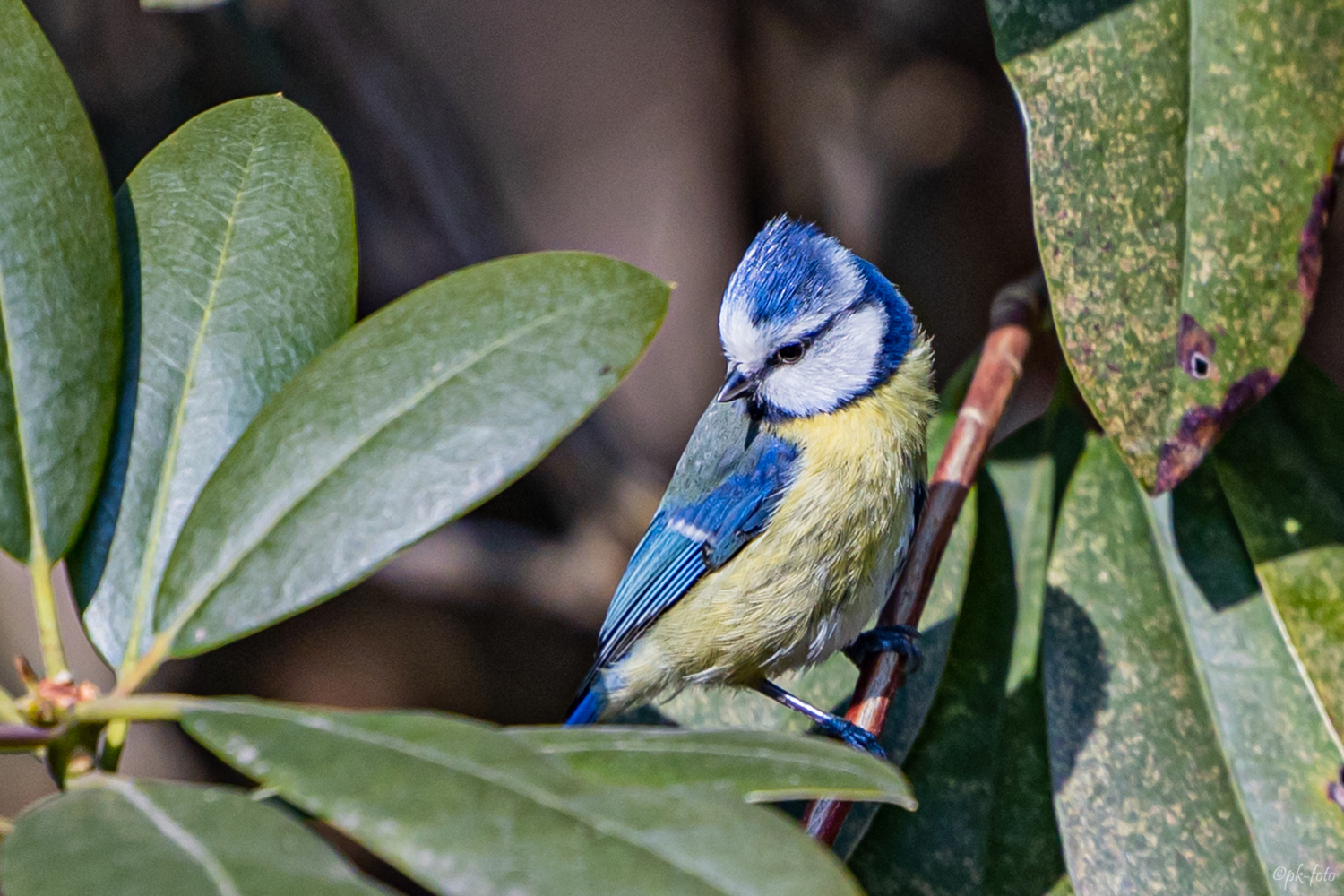 Blaumeise im Rombergpark