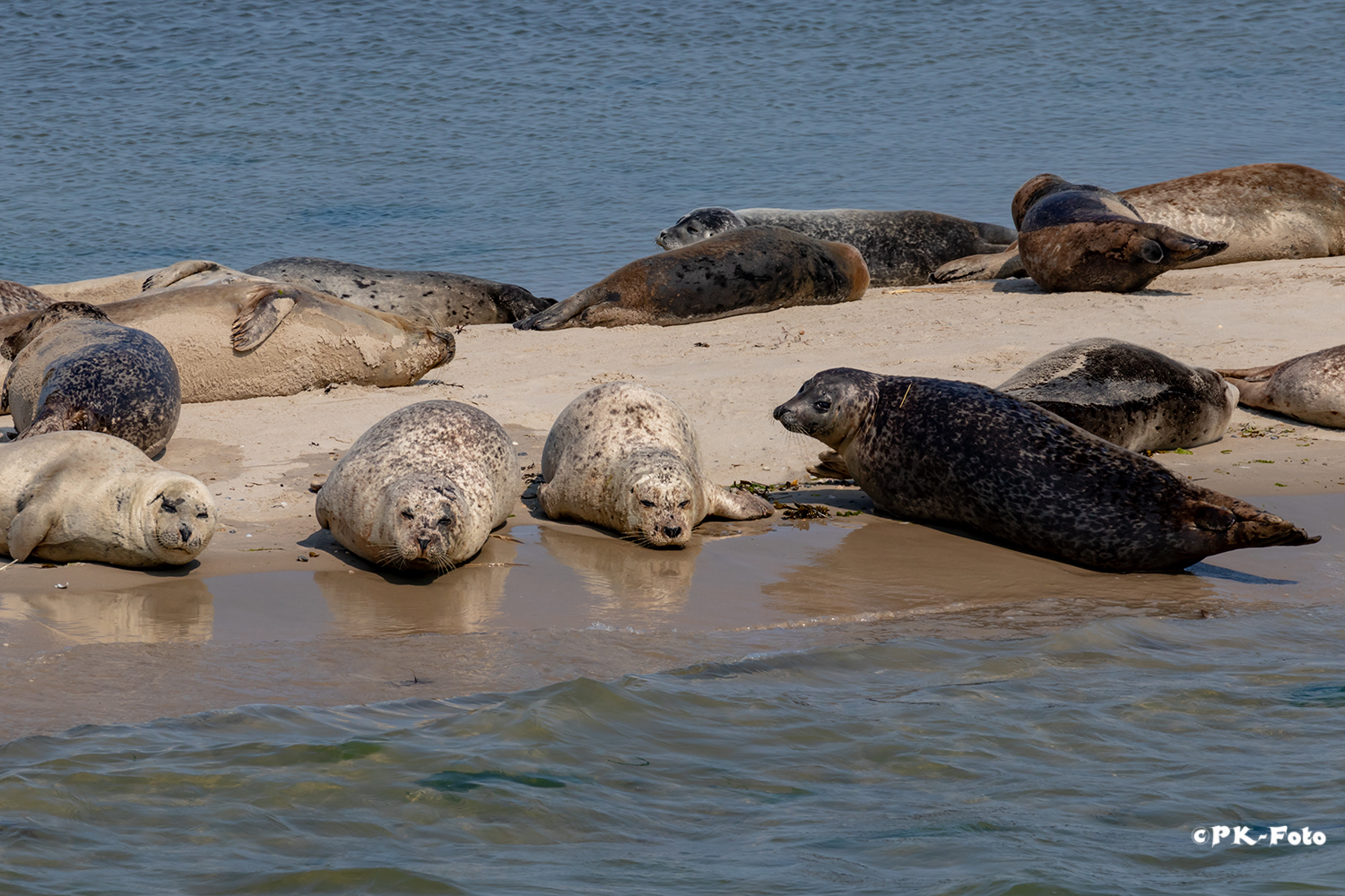 Seehundbank vor Norderney