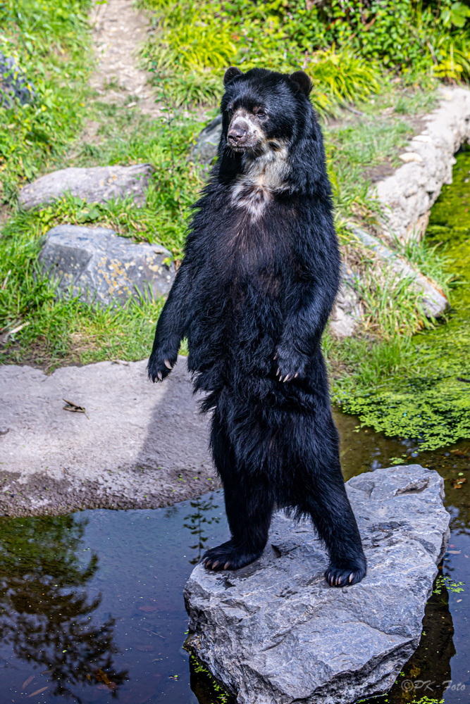 Brillenbär