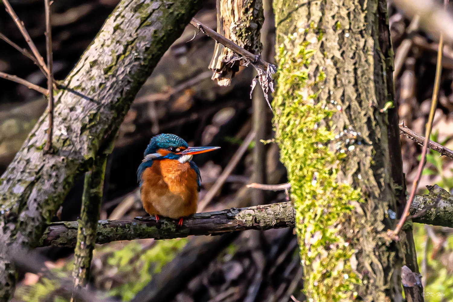 Eisvogel an der Eisvogelbrücke