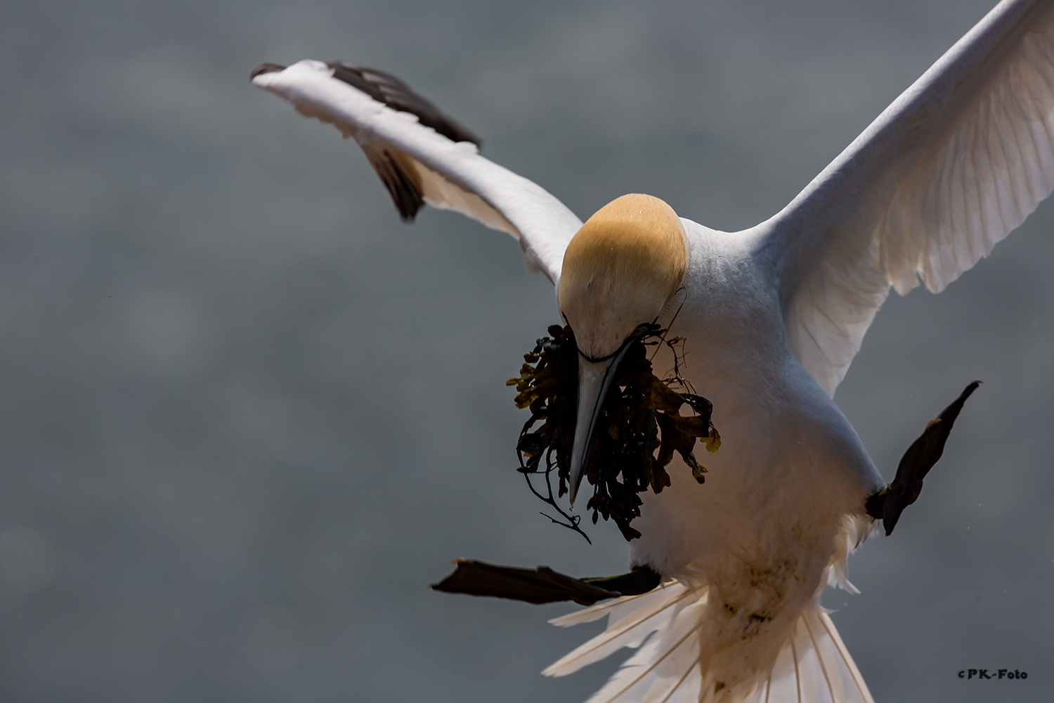 Basstölpel auf Helgoland