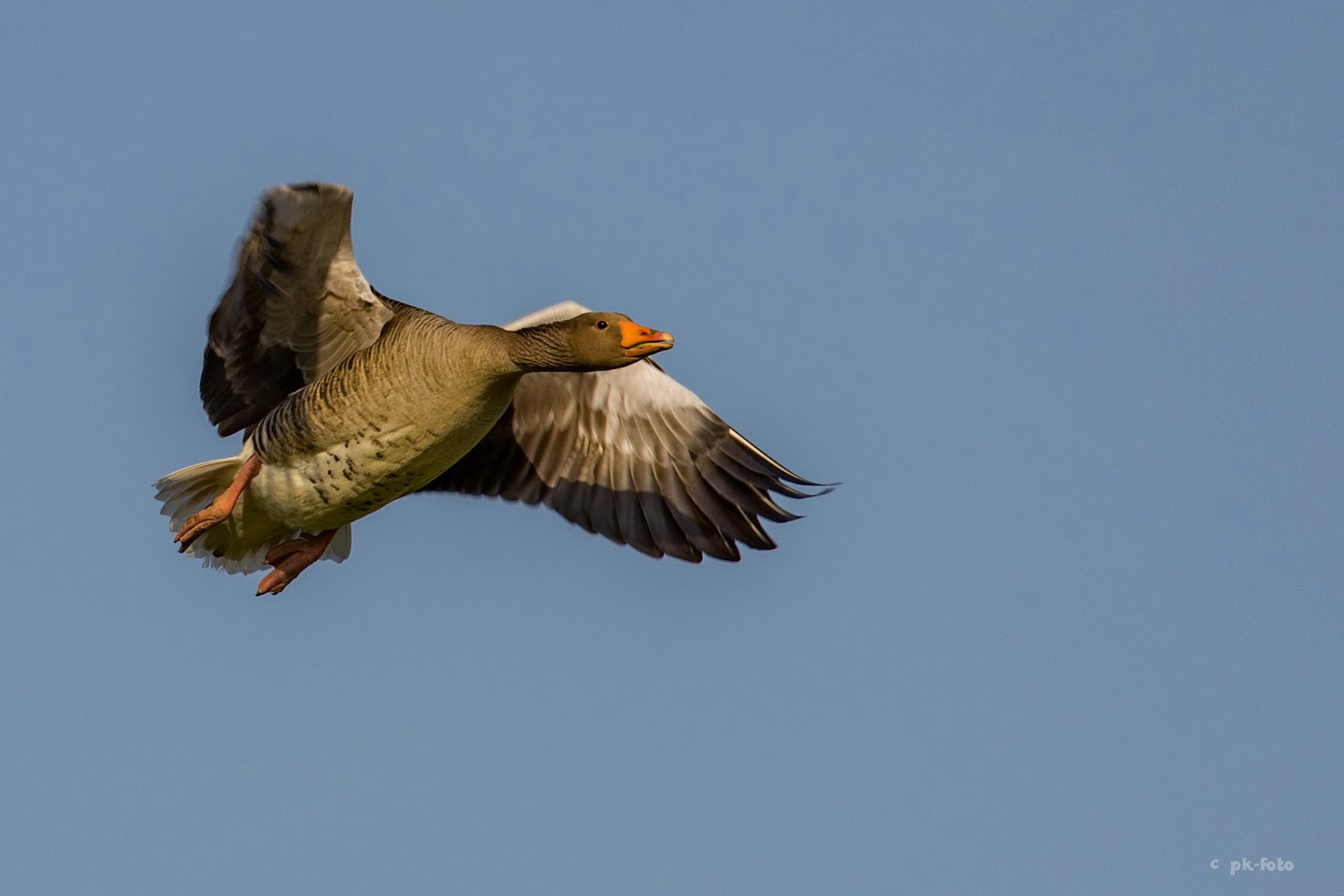 Graugans im Flug