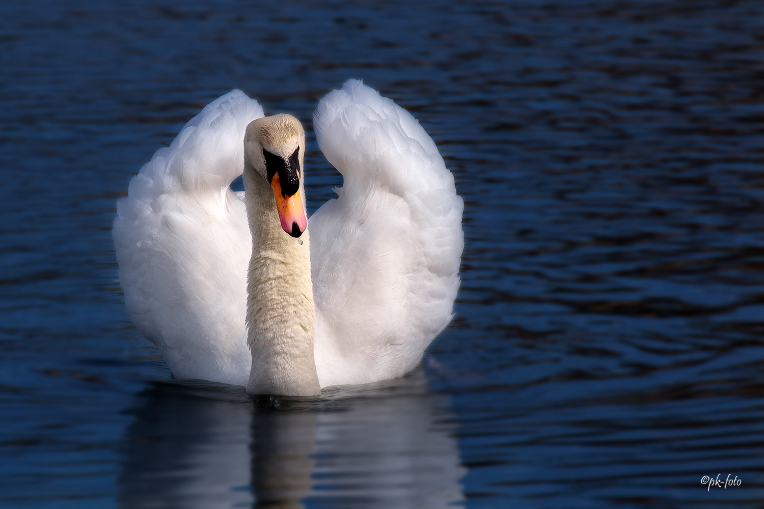 Schwan auf dem Hattinger Hüttenteich