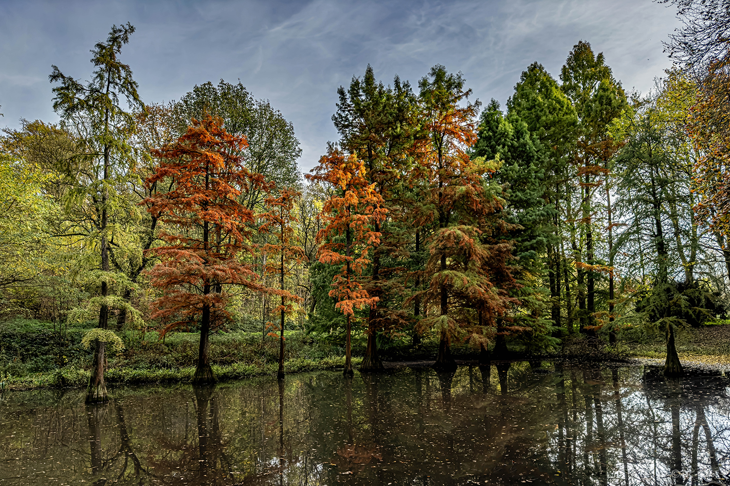 Sumpfzyprissen im Rombergpark Dortmund