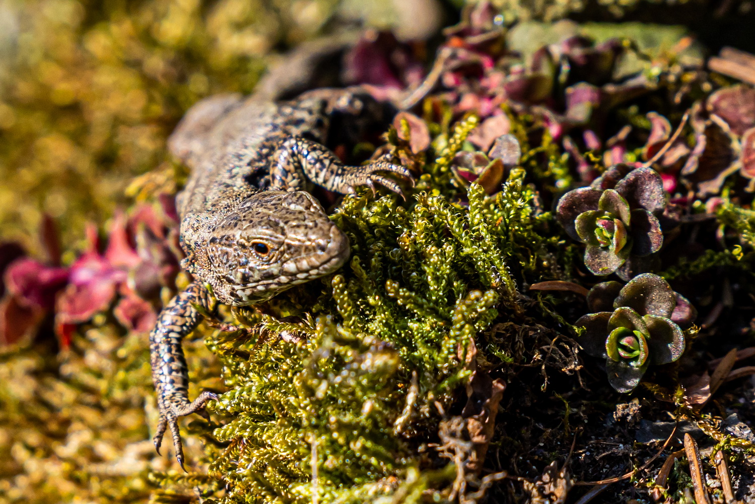 Eidechse im Botanischen Garten Bochum