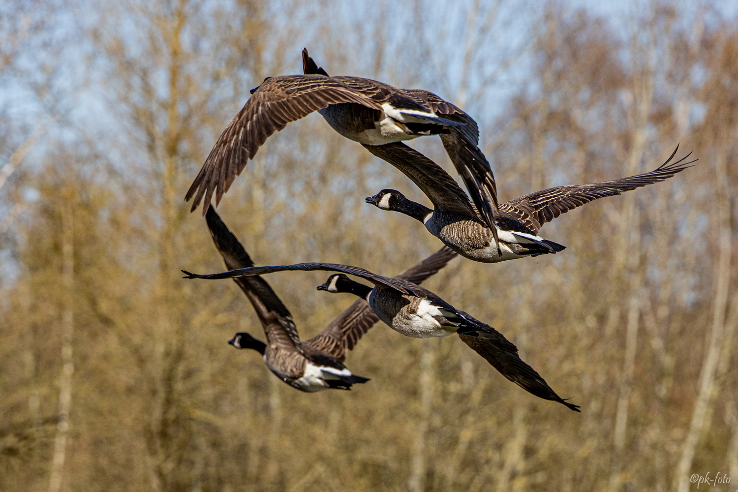 Kanadagänse im Formationsflug 