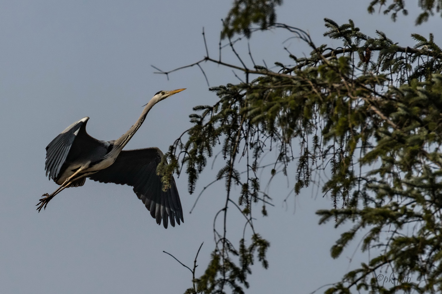 Graureiher im Anflug im Hager Wald