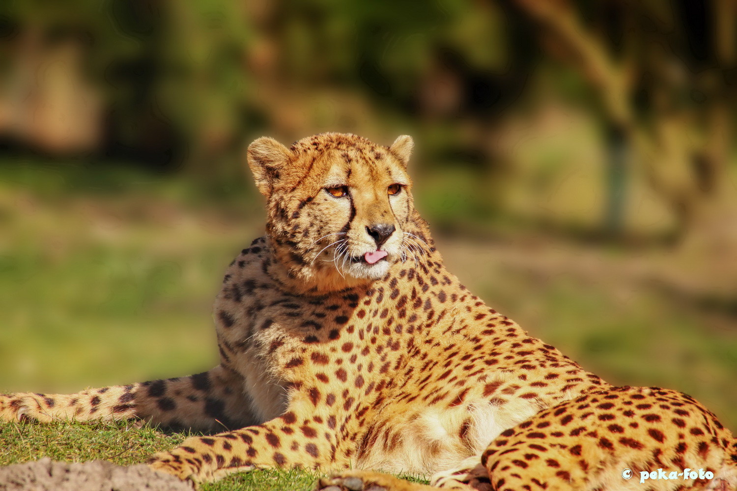 Gepard
