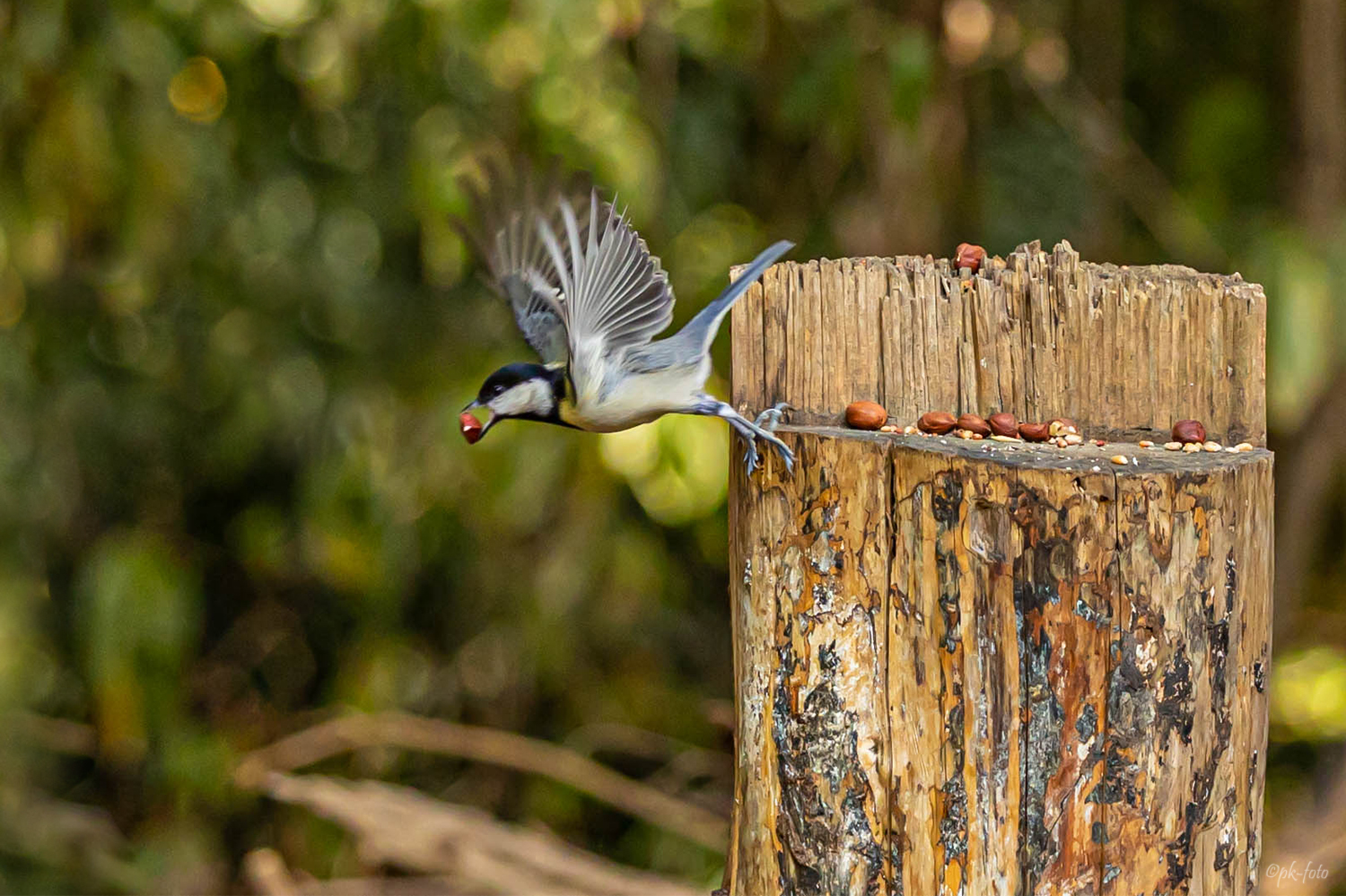 Blaumeise beim Abflug im Rombergpark