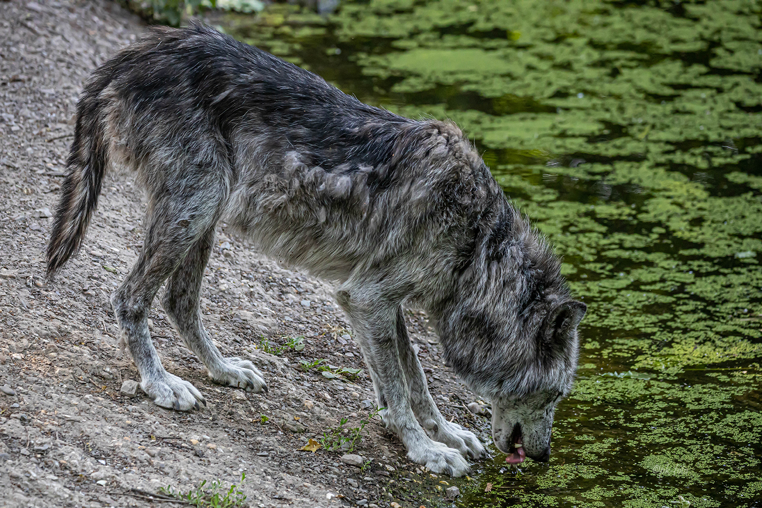 Timberwolf im Zoom