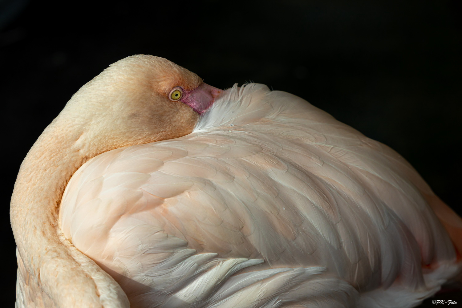 Flamingo im Tierpark Bochum