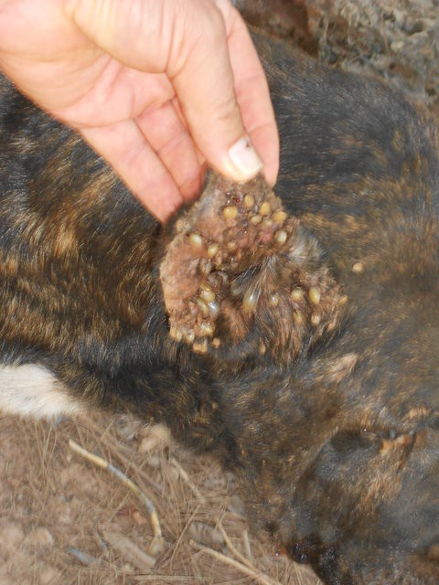 Zecken am Ohr eines Streuner-Hundes  (Tierfreunde Antalya)