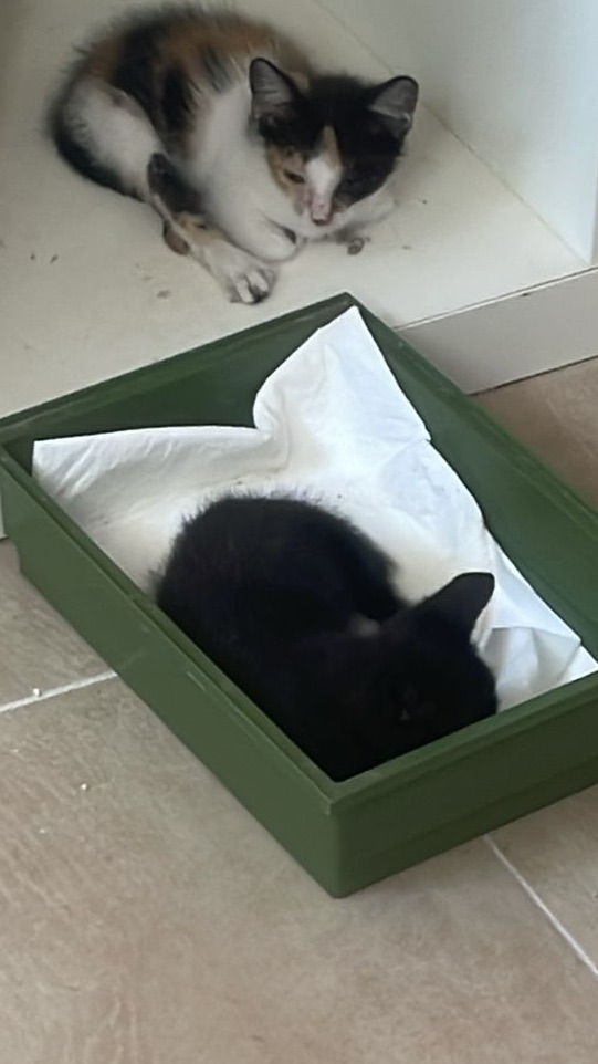 Besita und ihr Geschwisterchen bei Inge