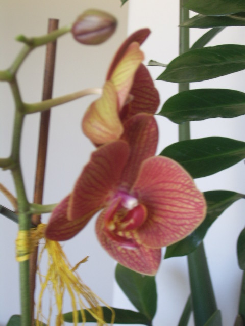 Orchidee