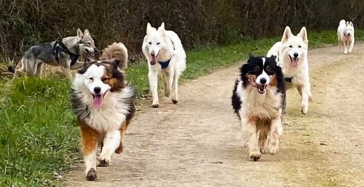 pensão familiar para cachorro, numa chacara melhor que UM hotel para cachorro o creche para cães Na cidade. DOG daycare, hospedagem para pets em PLANALTINA-DF, BRASILIA, Brasil