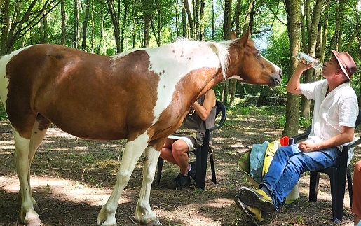 cavalo e constelaçao familiar