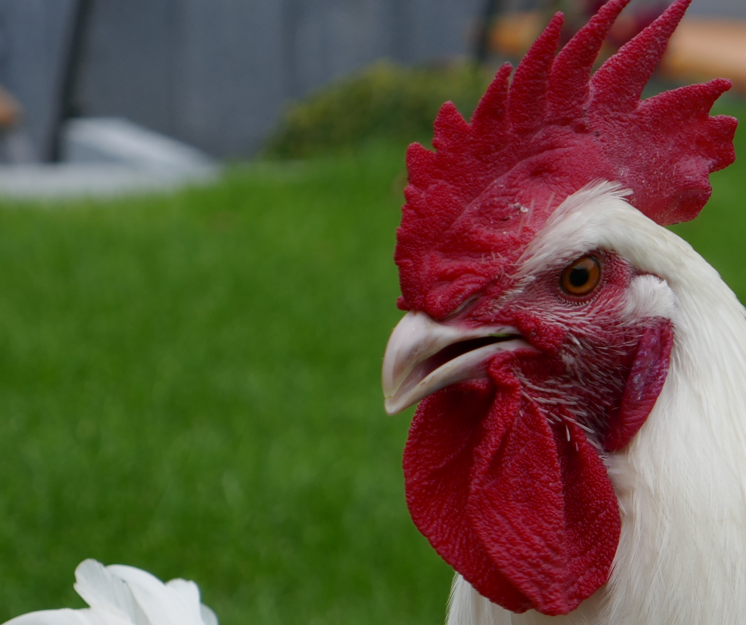 Hektor - chickentrees Webseite!