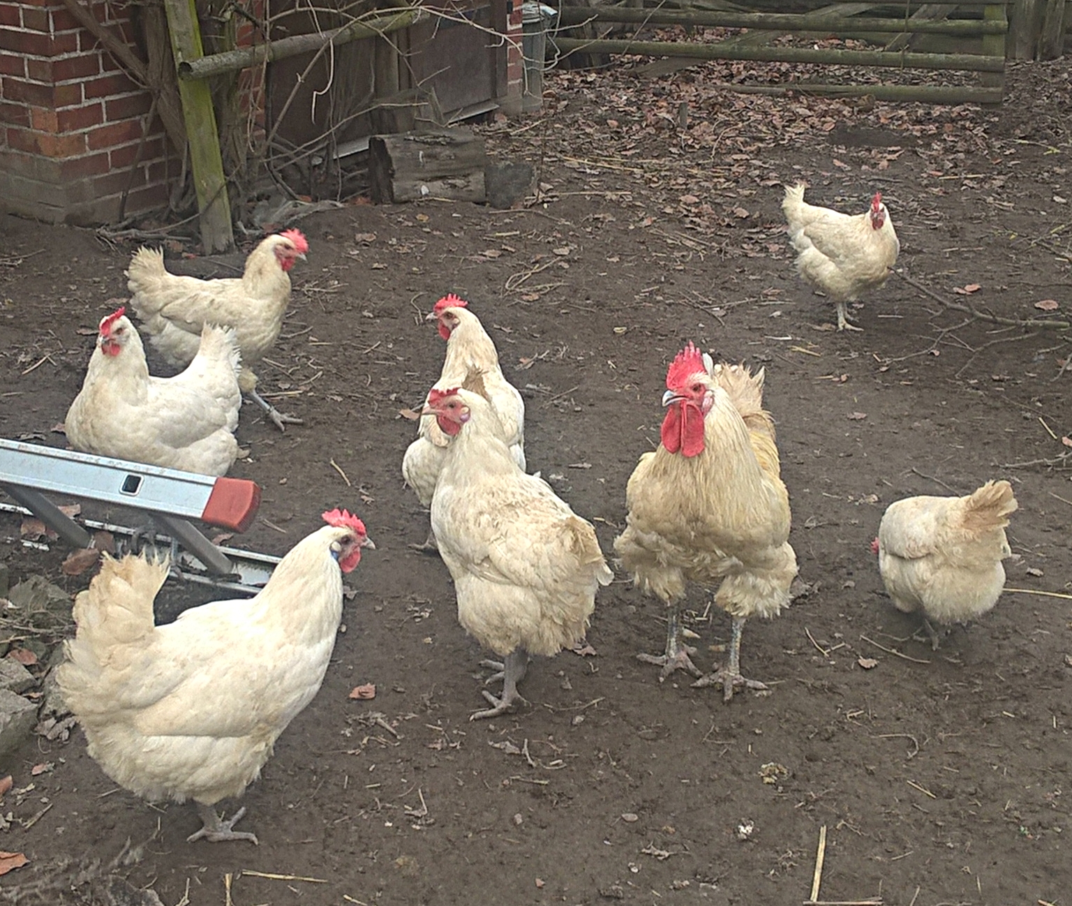 Bresse Gauloise Weiss Les Bleus Mastlinie Chickentrees Webseite