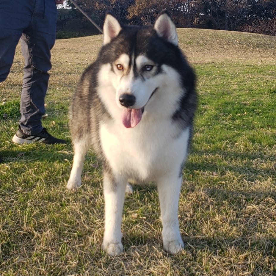子犬出産情報 Blackdiamondkennel ページ
