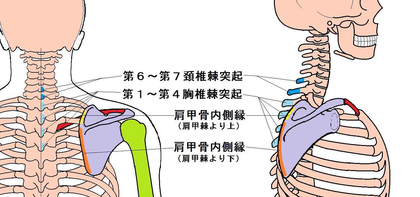 肩にはどういう筋肉があるか 菱形筋 寺田接骨院