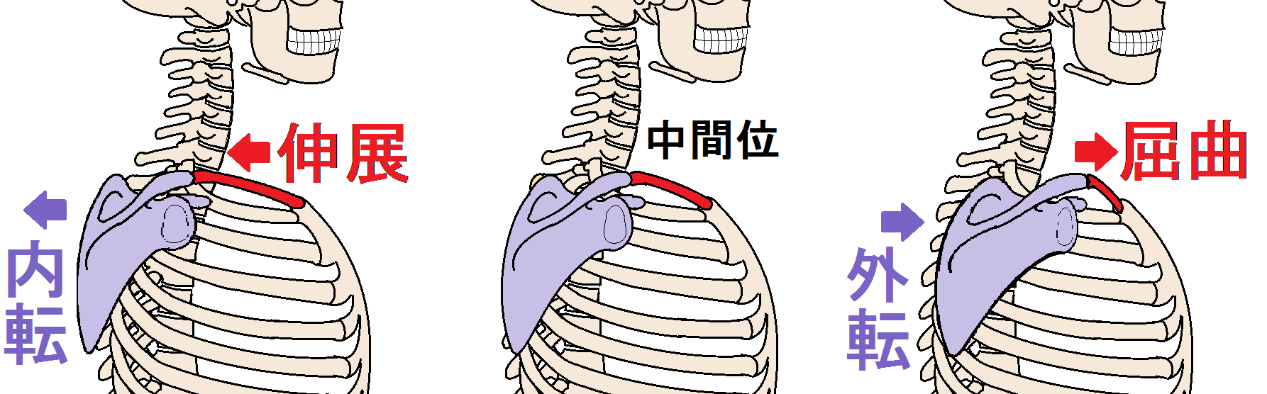 肩の骨はどのように動くか その1 上肢帯 寺田接骨院