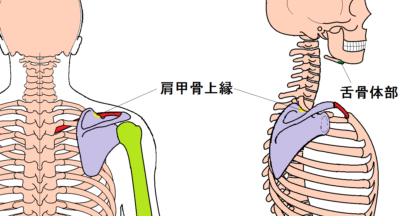 痛い 押す 右 下 肋骨 と