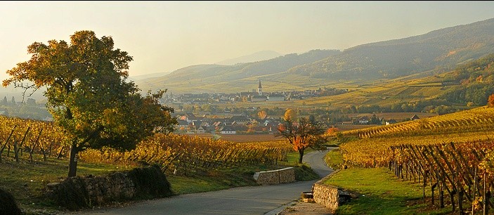 Vignoble alsacien 