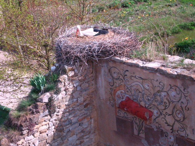 Une cignogne à Ungersheim