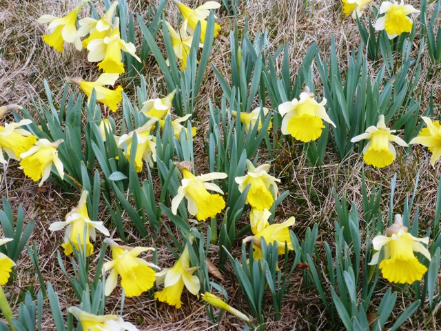 les premières jonquilles