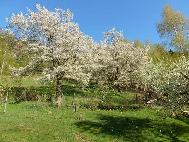 les cerisiers en fleur