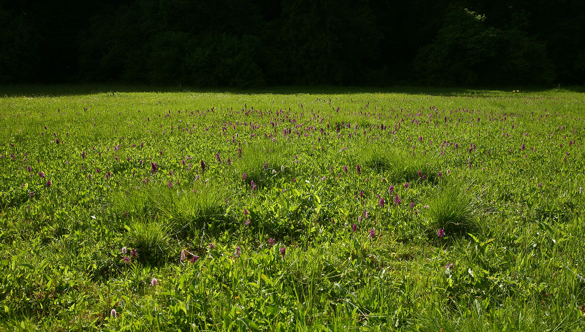 Unsere Orchideenwiese im Schambachtal. Foto: Helmut Presser