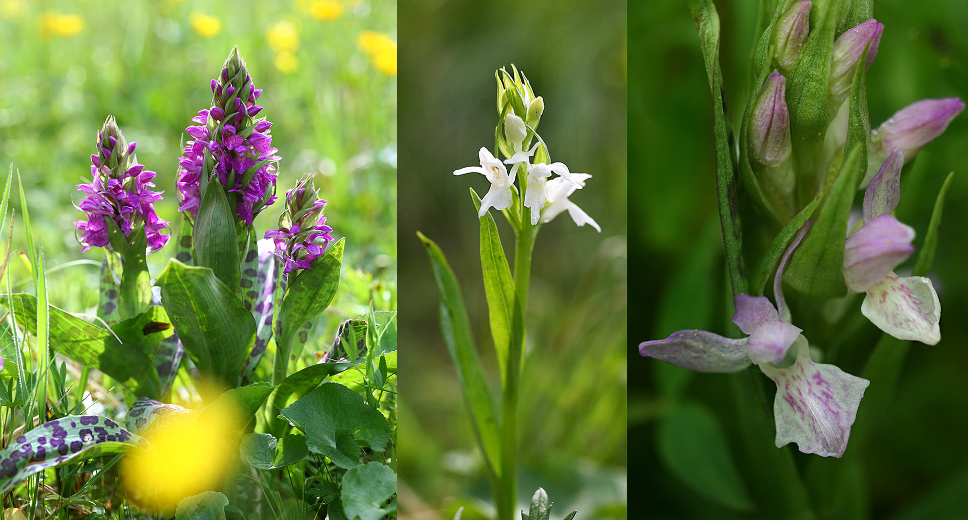 Breitblättriges Knabenkraut (Dactylorhiza Majalis) Foto: Helmut Presser