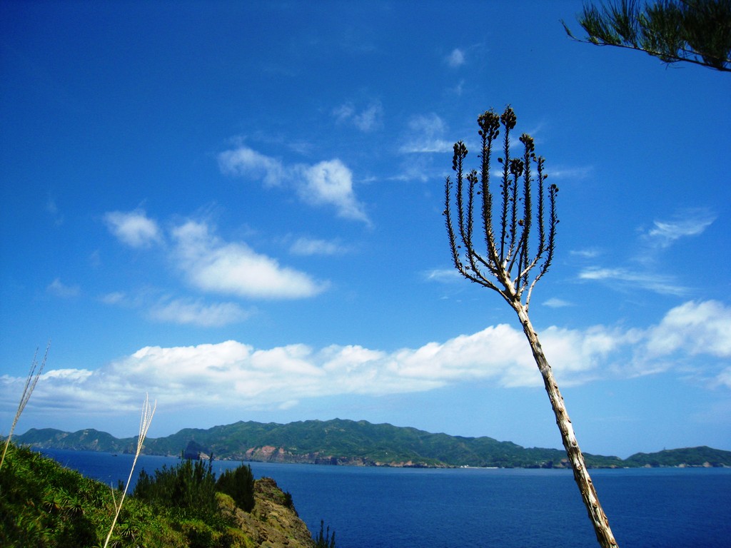 向島から見た乳房山、手前はオオハマギキョウの花芯のドライ