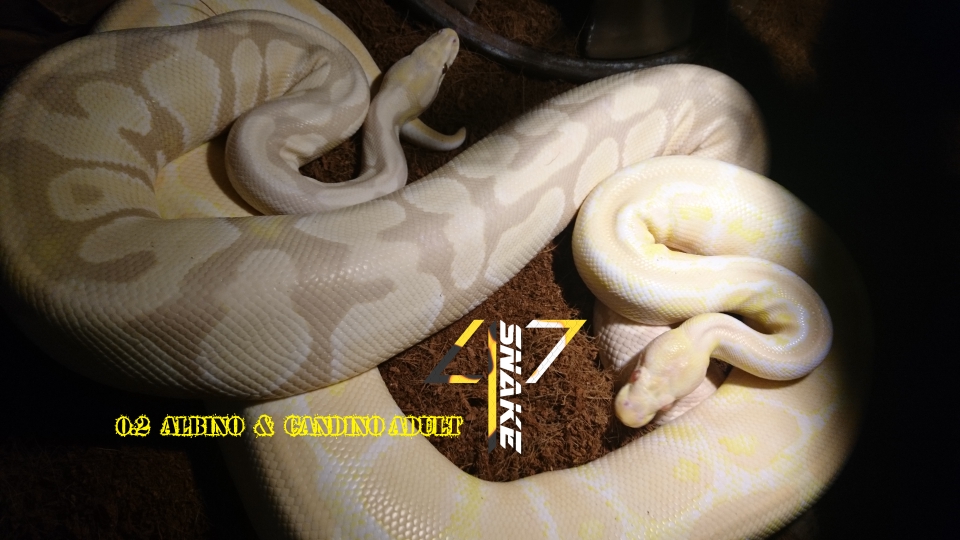 0.1 Candino (links) , 0.1 Albino (rechts) 📷 Linus Henn