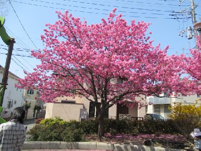 横浜桜