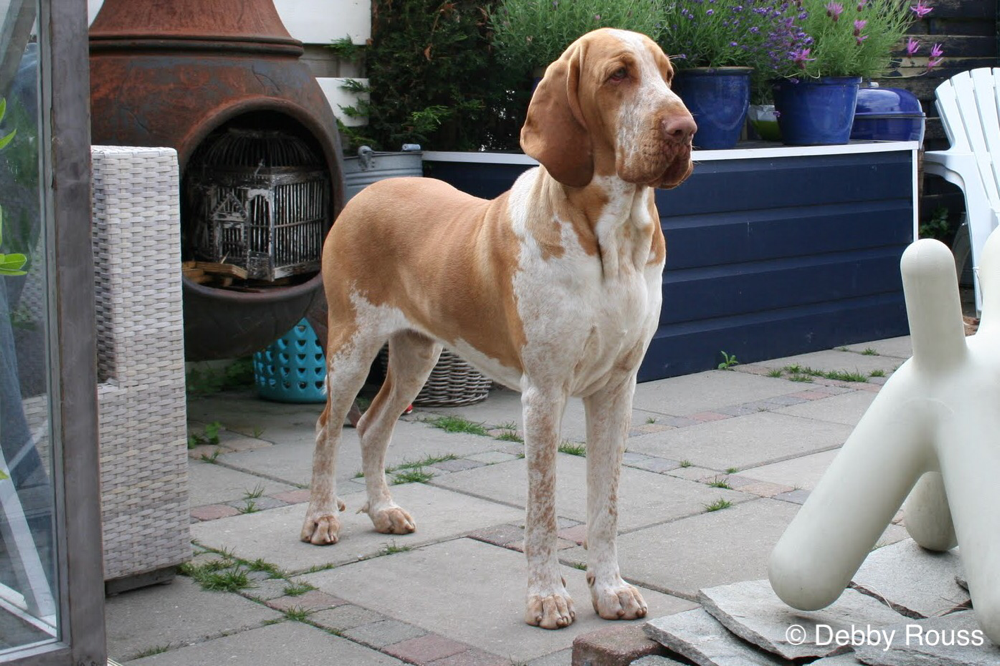 Mosé, hier is hij 1 jaar en een dag oud.