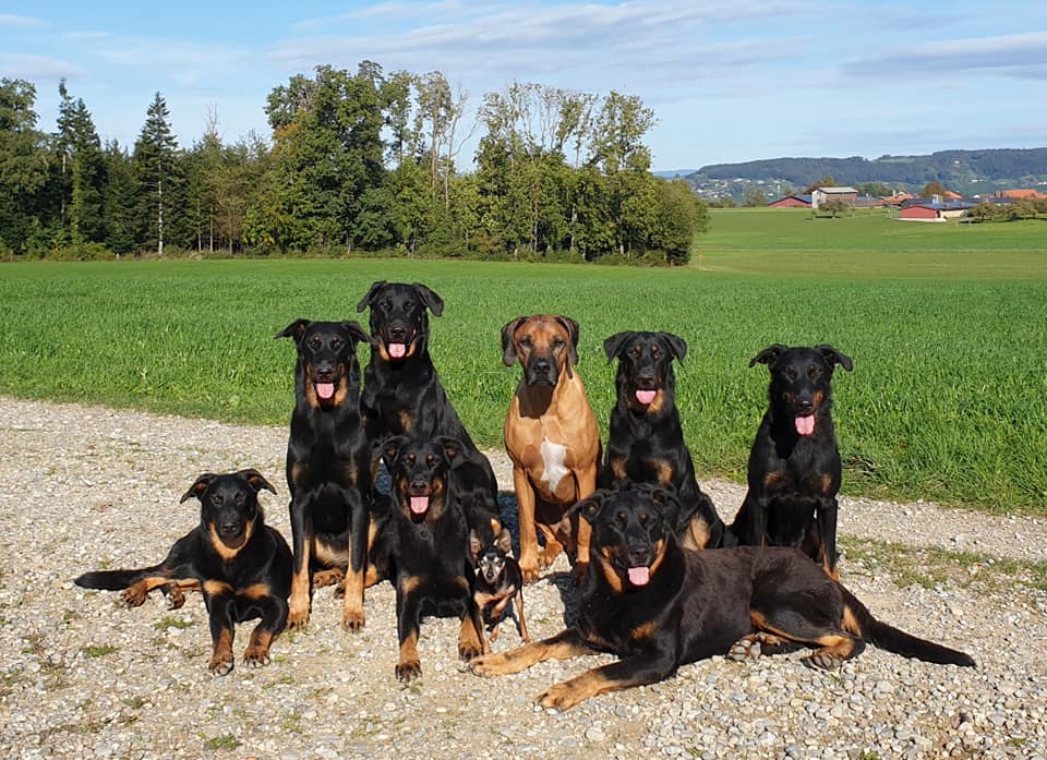 Hunde Beauceron du Filou Royal