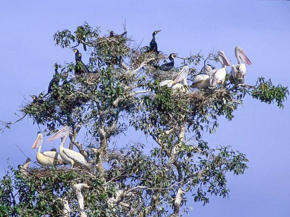 トンレサップ湖 野鳥