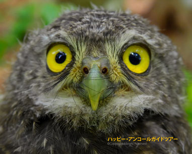 アンコールワット野鳥観察ツアー｜子供も安心！森で楽しむ自然体験