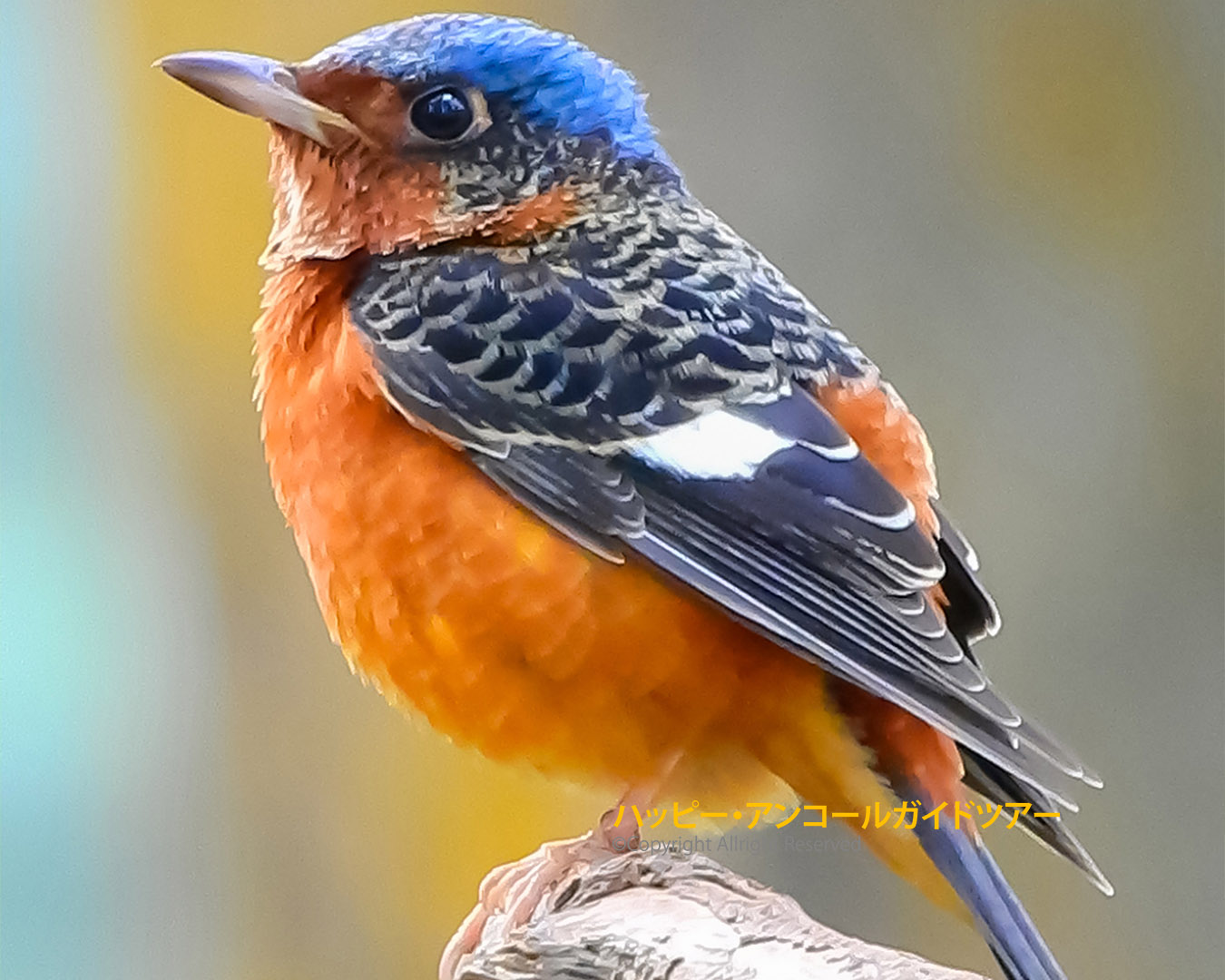 野鳥観察ポイント